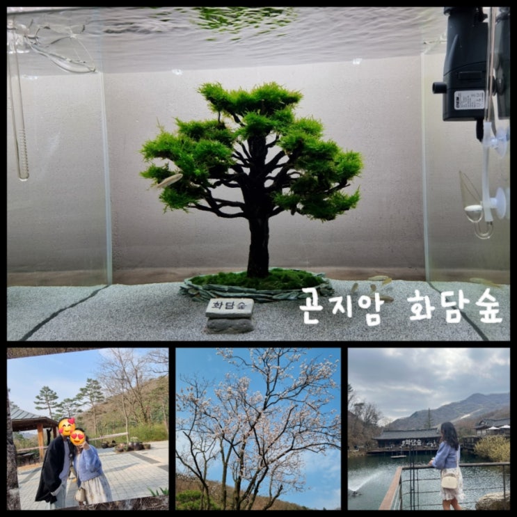 2024 화담숲 벚꽃 (주차, 모노레일 현장, 식당, 카페, 스탬프 기념품) 2024 화담숲 벚꽃 (주차, 모노레일 현장, 식당, 카페, 스탬프 기념품)