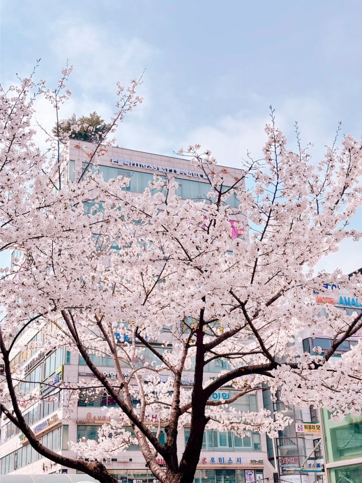  [일상] 이상한 뜻이 없는 나의 생계는 간결할 수 있다