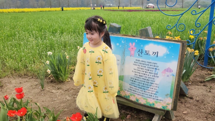  경남 꽃놀이 남지 유채꽃 창녕남지유채밭 튤립