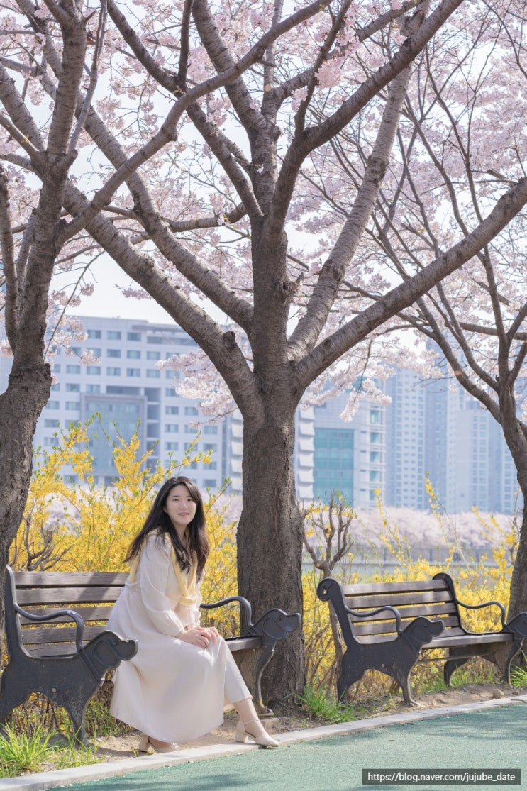  잠실 북적이는 석촌호수 대신 숨겨진 벚꽃 명소 성내천 실시간 벚꽃 개화 상태