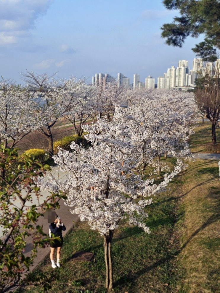  세종 대평동 벚꽃명소 스타벅스 세종금강DT점