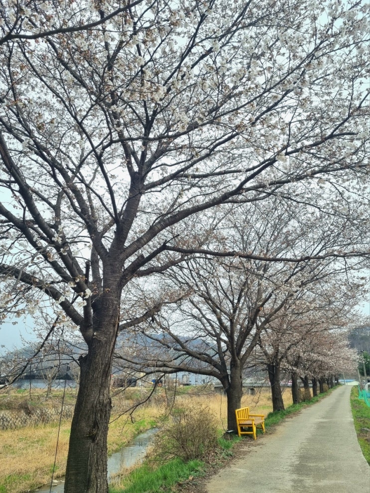  파주 밤고지마을 벚꽃 실시간 개화 상황 | 밤고지 벚꽃축제