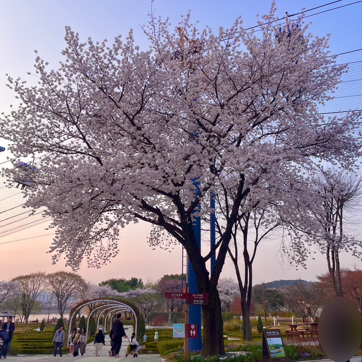  4월 주말 데이트 가볼만한 곳 서울대공원 드라이브 벚꽃