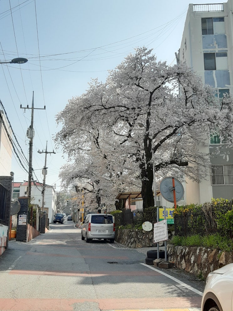 인스타 감성 있는 숨은 벚꽃 구경 명소 (대전 옥계동-학고개로)