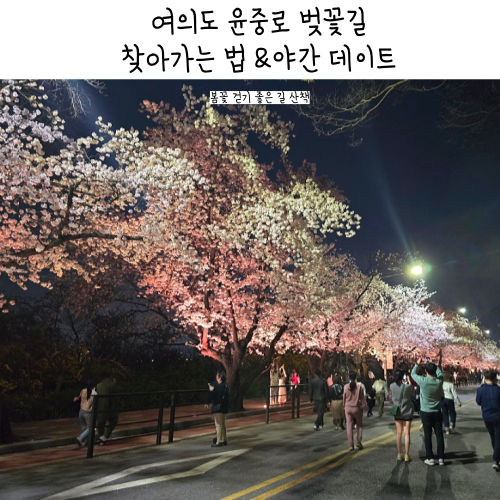 여의도 윤중로 벚꽃길 가는법 야간 데이트 봄꽃구경