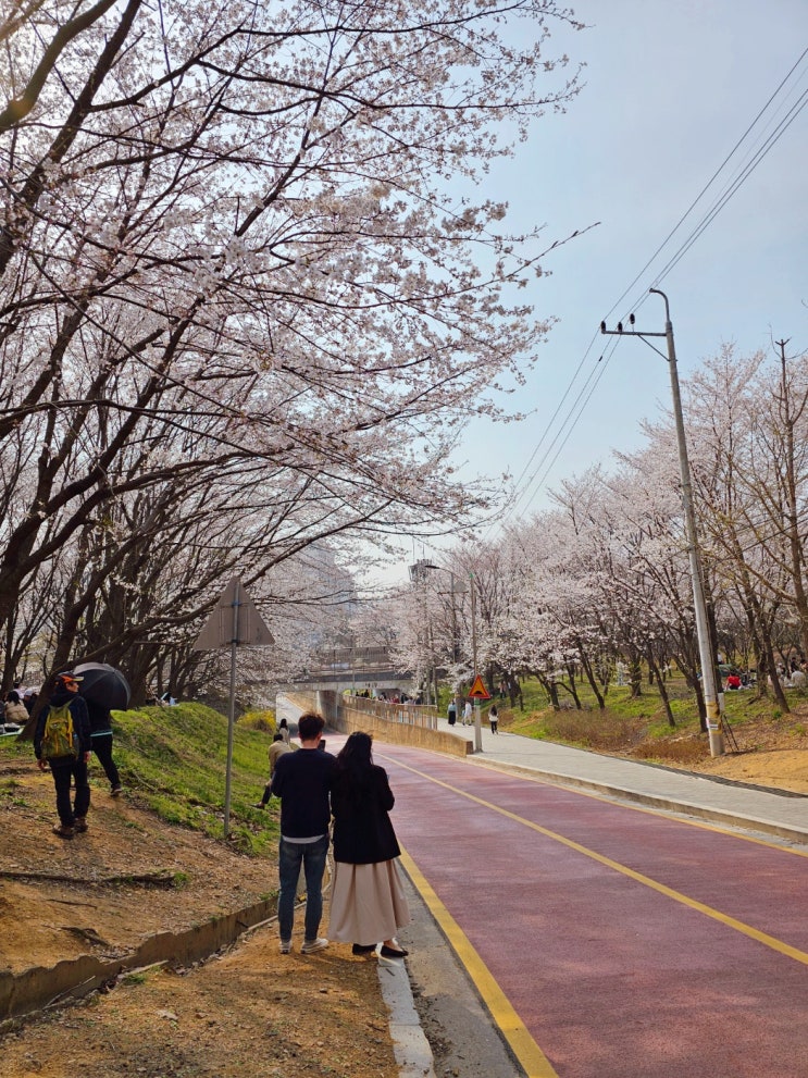 고양시 화정 벚꽃 &lt;성라공원 고양둥이동산&gt; 주차 팁