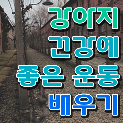  반려견운동지도사 특강 , 반려견운동지도사 자격증 시험준비 학습방법 최단기간 취득한 과정