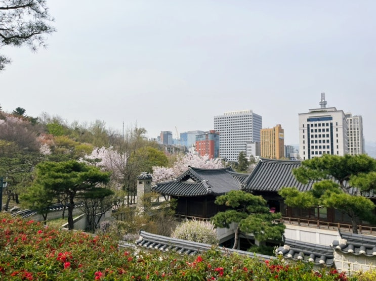  남산골 한옥마을 벚꽃구경! 남산 한옥마을 주차장과 주차요금, 벚꽃 이야기 이모저모