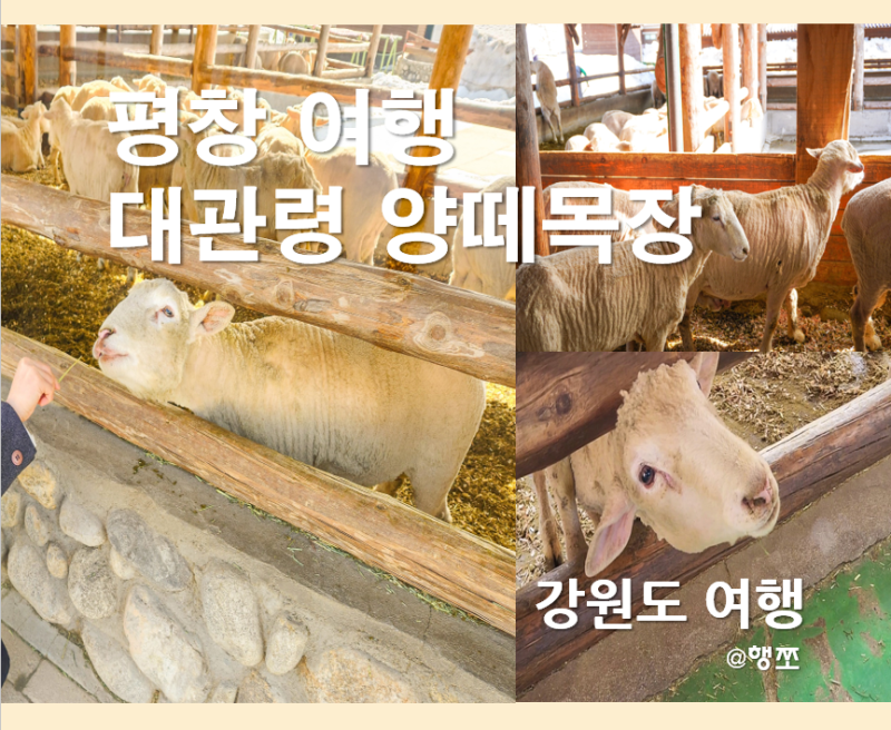 강원도 당일치기 여행 : 대관령 양떼목장 평창 ( 양떼목장 비교 입장료 방목시기 동물체험 ) ....