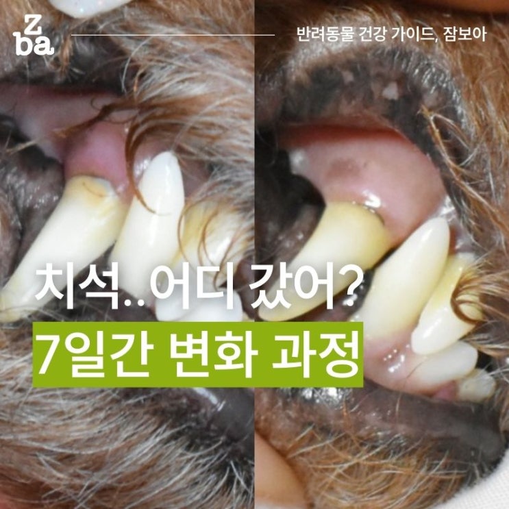  강아지 키우기 준비물 2편. 치석제거는 무조건