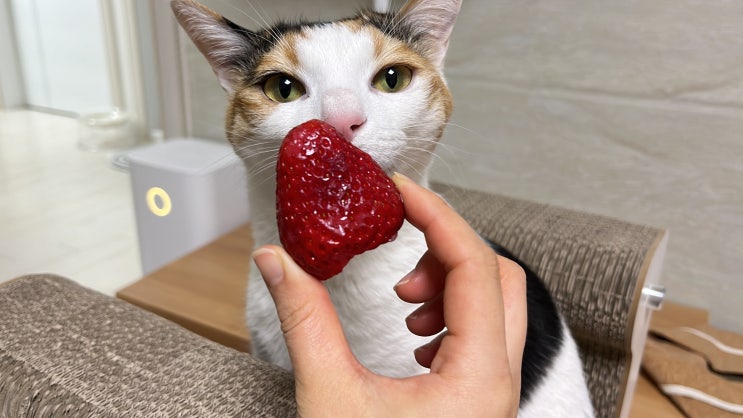 고양이 딸기 과일 먹여도 안전하지만, 부작용은?