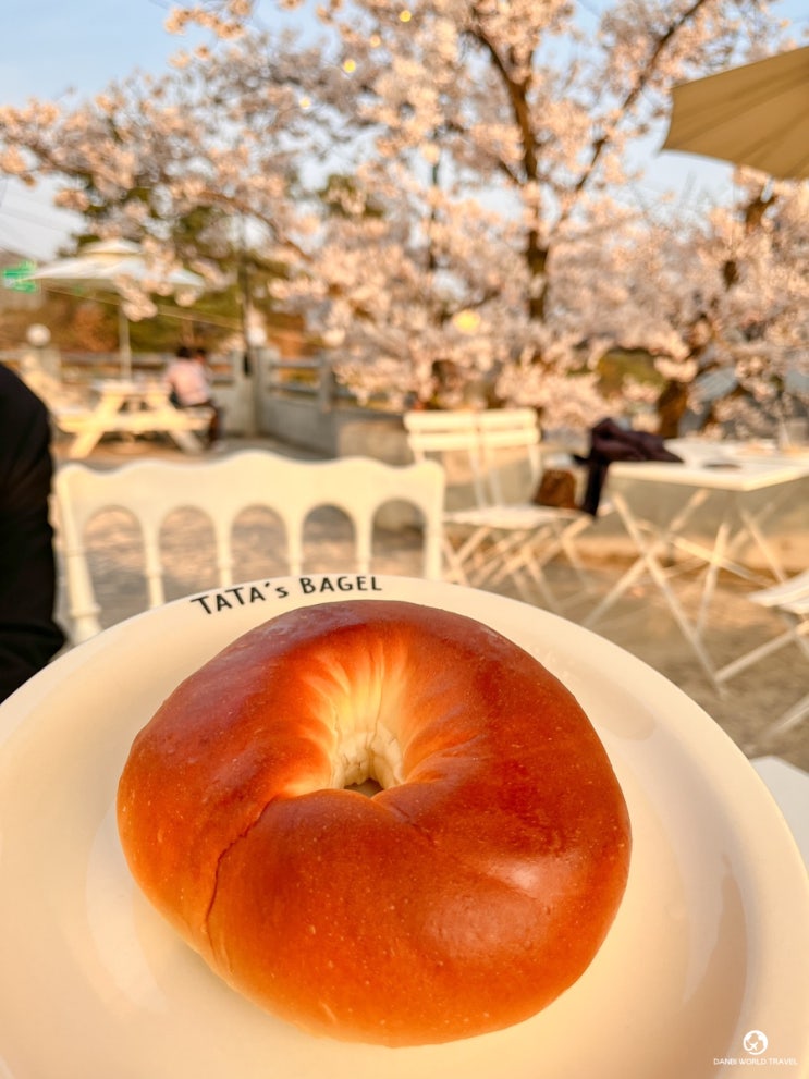  용인 벚꽃 카페 타타스베이글 벚꽃뷰 베이커리