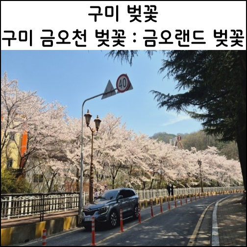  구미 벚꽃 구미 금오천 벚꽃 나들이 금오랜드 벚꽃길