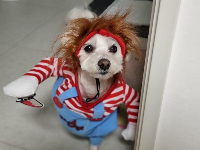 강아지 코스튬 처키옷