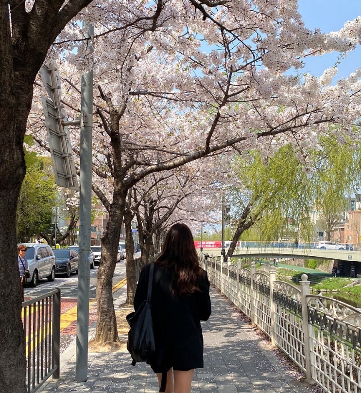  블로그씨, 벚꽃 나들이