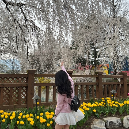  벚꽃 명소 과천 서울랜드 놀러 가서 서울대공원까지 다녀온 후기 개화현황과 주차 팁 예매 가격