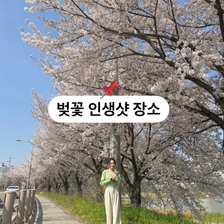  전주 벚꽃명소 인생샷 장소공유 무조건 지금 가야하는 이유 천변벚꽃 한내로 실시간