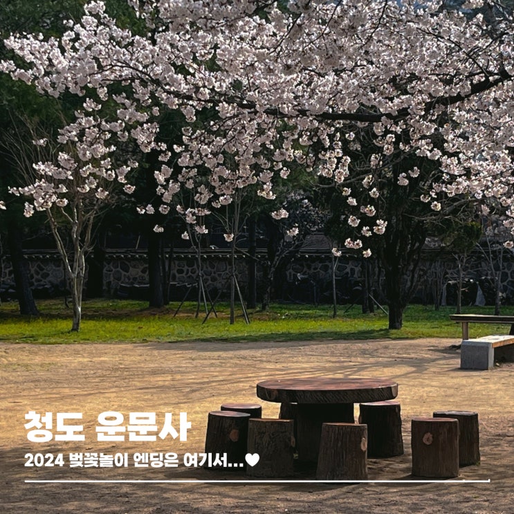  2024 벚꽃놀이 엔딩은 여기서! 청도 운문사