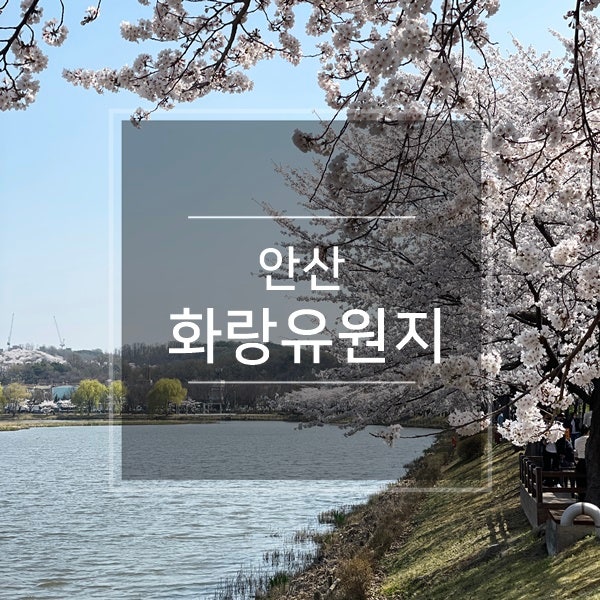 안산 화랑유원지 벚꽃명소 드라이브코스 둘레길 걸으며 봄꽃구경, 경기도 미술관 공원 피크닉 여행지 추천