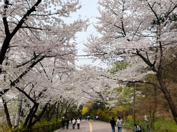 남산 벚꽃 둘레길 방문기! 순환산책로 따라 걸으며 즐기는 남산 벚꽃길 코스 이모저모