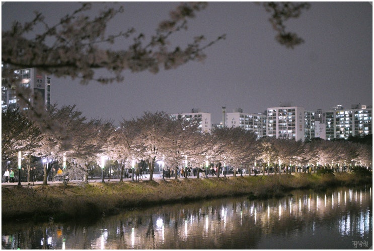  만석공원 벚꽃_ 수원 벚꽃 명소 봄바람 휘날리며 엔딩