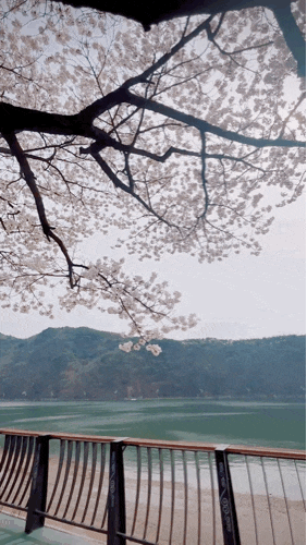 단양 벚꽃 개화시기, 상진리수변길 한적한 벚꽃 명소