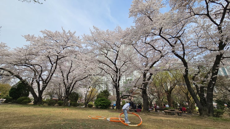  벚꽃 절정 나들이_(구)안양농림축산검역본부