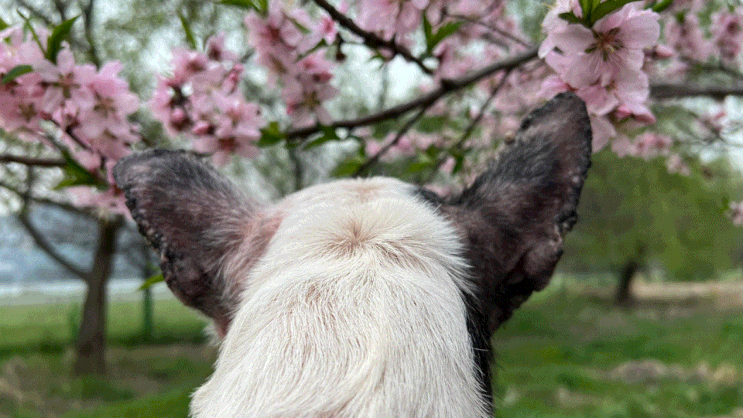 벚꽃구경과 한강(광나루지구)에서 강아지산책,한강이용꿀팁,뚜비누나의 식물도감(feat.블로그씨)