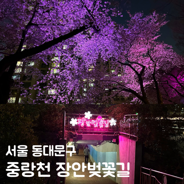  중랑천 벚꽃 장안벚꽃길 야간 나들이 주차 정보