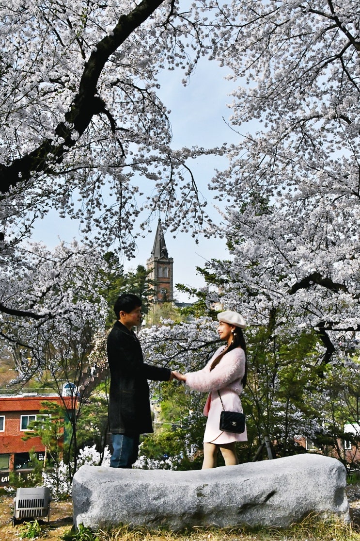  20240406 공주 역사박물관 벚꽃 분위기 전합니다