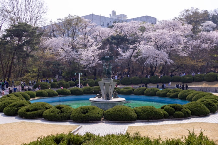  숨은 벚꽃명소 :: 석촌호수 대신 경희랜드 경희대학교 벚꽃 구경