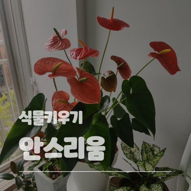  안스리움(안시리움) 식물 분갈이 물주기로 예쁘게 키우기