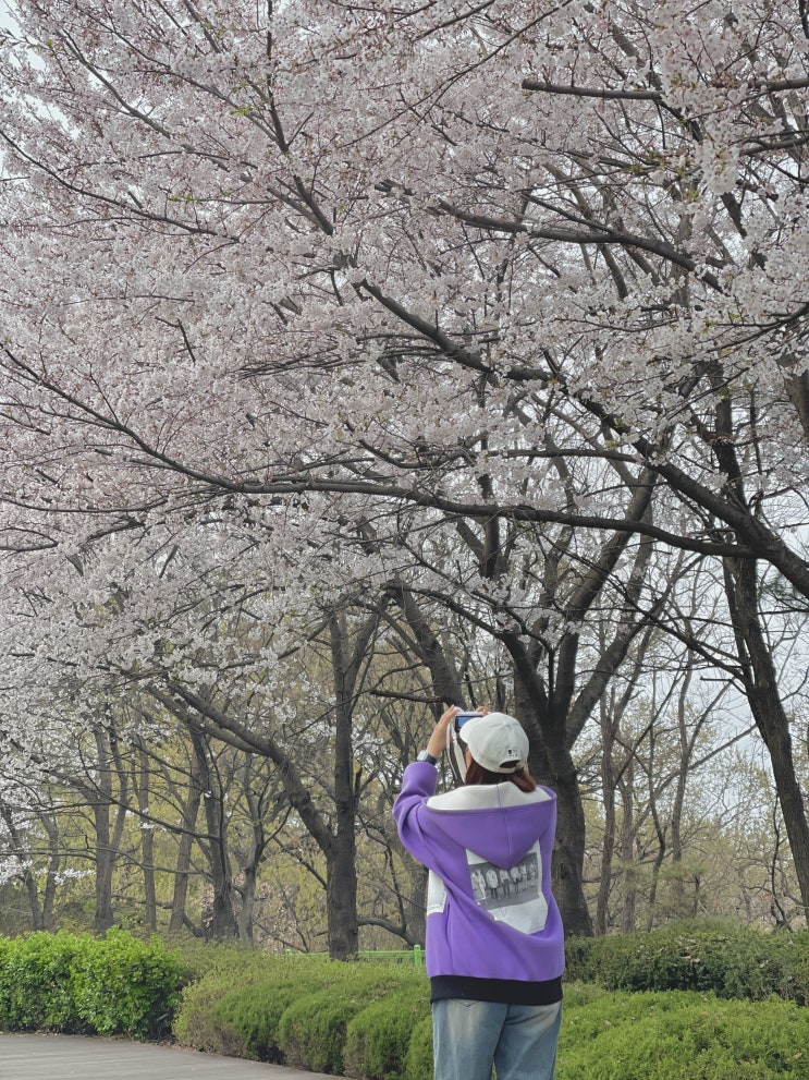  [인천] 월미도 여행 가볼만한곳, 놀거리 / 산책하기 좋은 '월미도' 벚꽃 현황 (2)