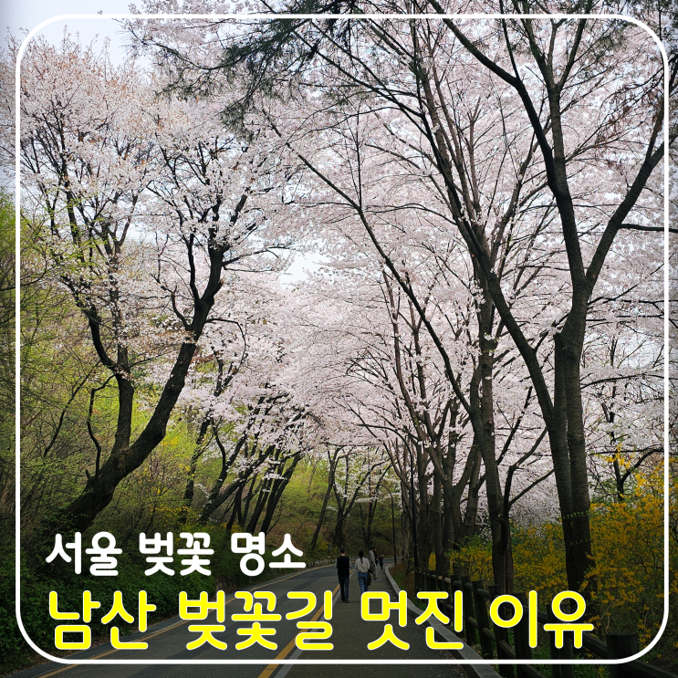 서울 벚꽃 명소 <b>남산</b> 벚꽃길(<b>남측순환로</b>) 멋진 이유 수채화... 