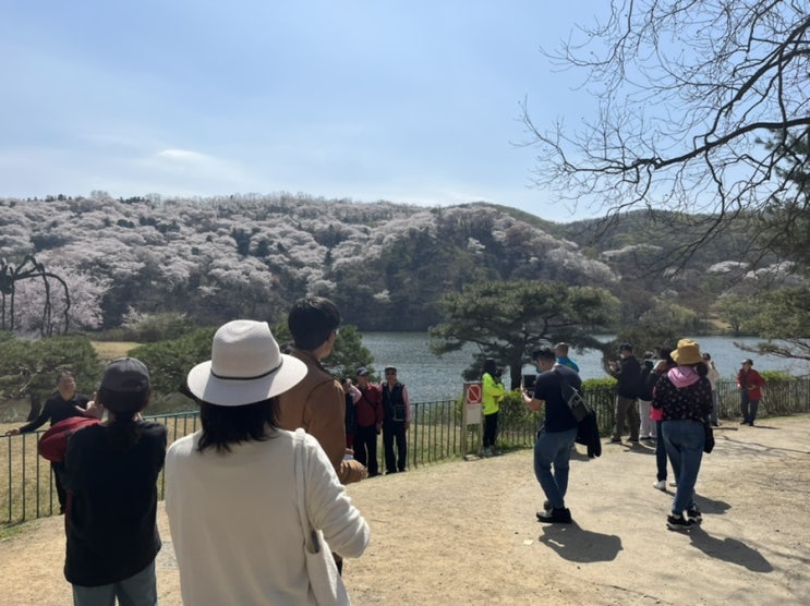  용인 벚꽃 명소 삼만육천지, 호암미술관 벚꽃 주차와 용인 8경 가실 벚꽃 등 벚꽃 구경 이모저모