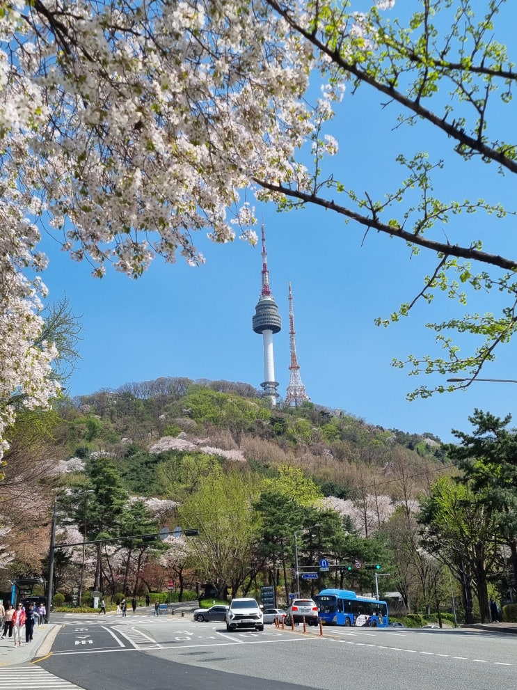  남산 벚꽃 상황 2024.04.09