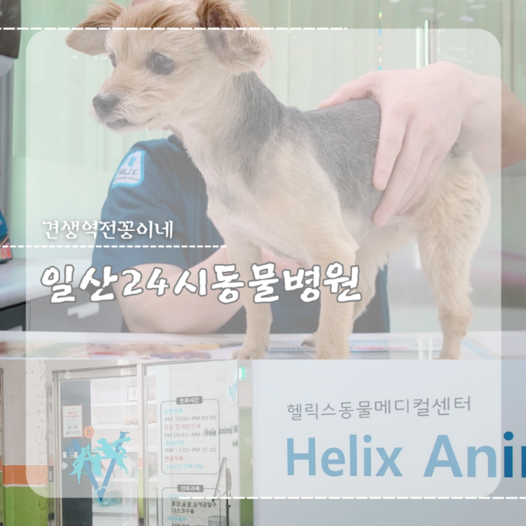  일산 24시동물병원 추천 헬릭스, 노견 강아지 건강검진 후기