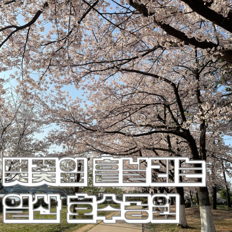  벚꽃 잎 흩날리는 꽃비 내리는 일산 호수공원 오늘 모습
