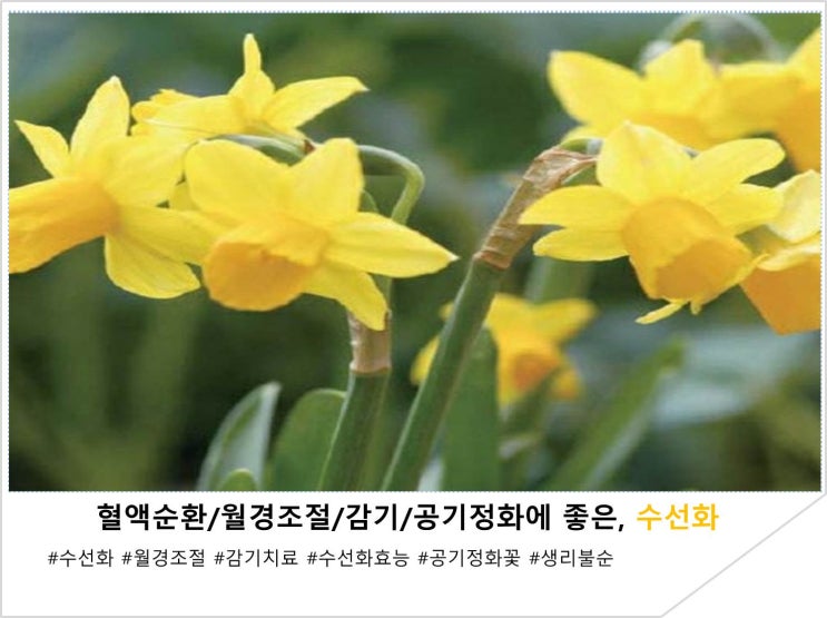  혈액순환/월경조절/감기/공기정화에 좋은, 수선화