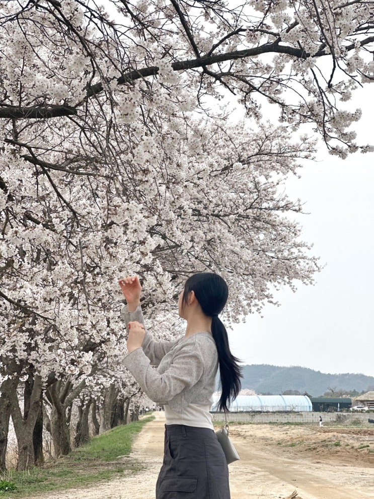  안동 하회마을 벚꽃길 _0406