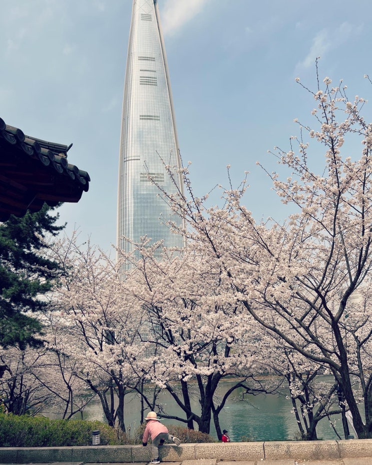  롯데월드타워 벚꽃 핫스팟여기. 서울 벚꽃명소 석촌호수! 아이랑