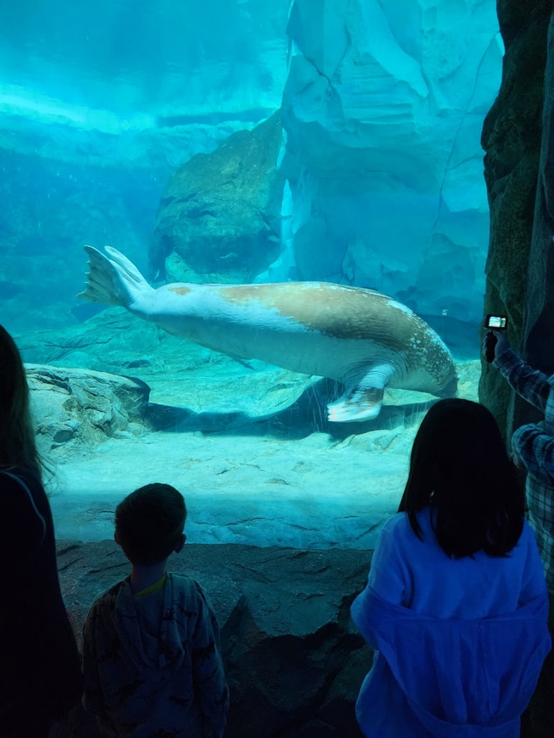 아부다비 씨월드 SeaWorld Abu Dhabi 후기 - 추천!아쿠아리움 : 네이버 블로그, image size:800x1067