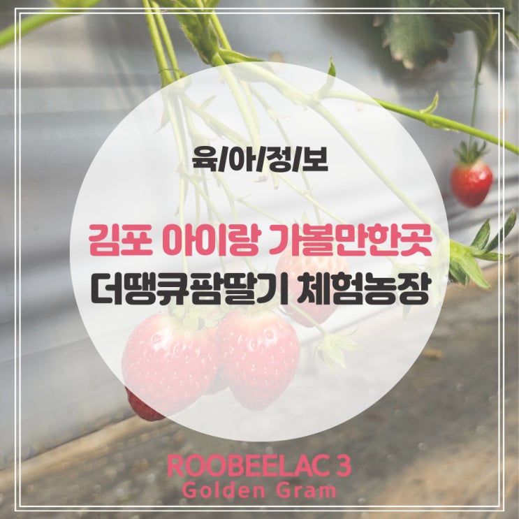  김포 아이와 가볼만한곳 딸기체험 농장 더땡큐팜 함께 딸기따기 by. 덴마크 슈퍼 프리미엄 분유 루비락 3