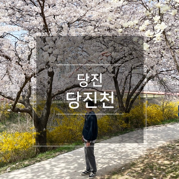  당진 벚꽃 여행 당일치기 국내 힐링 여행지 나들이 가볼만한곳 : 충남 당진천 벚꽃길(버들수변공원, 어름수변공원) 전국 벚꽃명소 데이트 코스로 꼽은 이유