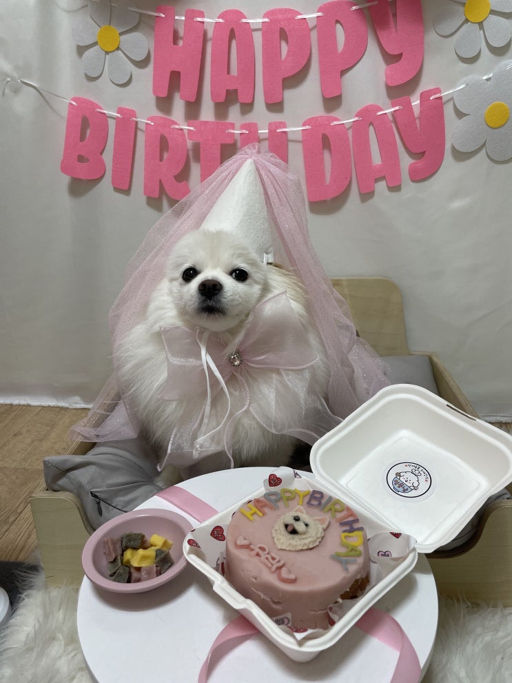  강아지생일상 케이크가 예쁜 수제간식전문점 멍뭉냠