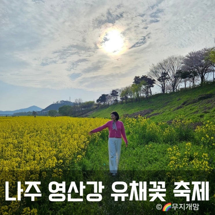  나주 영산강 영산포 유채꽃 축제. 아이랑