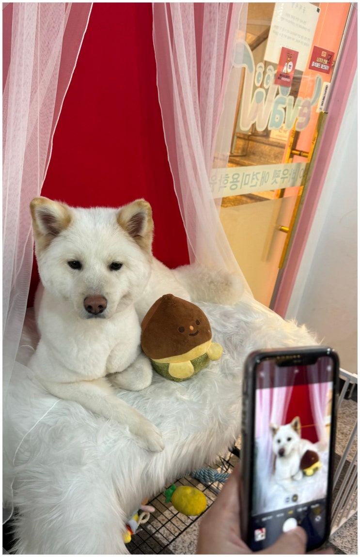  강남애견미용학원 수강비용 혜택 자격증 취득 기간