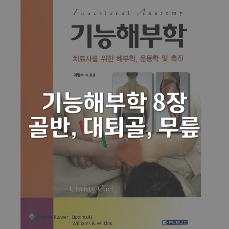  기능해부학 8장 - 골반, 대퇴골, 무릎
