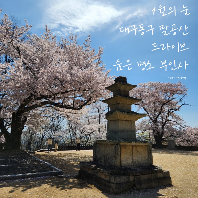 벚꽃 명소) 대구 동구 [팔공산] 드라이브 4월의 눈 # 조용한 절 사찰 ...