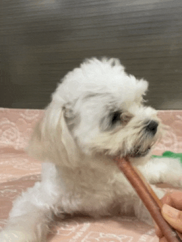 강아지계의 마약(?) ㅣ 펫카운티 스모크 불리스틱 ㅣ 강아지간식 추천 ㅣ 오래먹는 간식 ㅣ ....